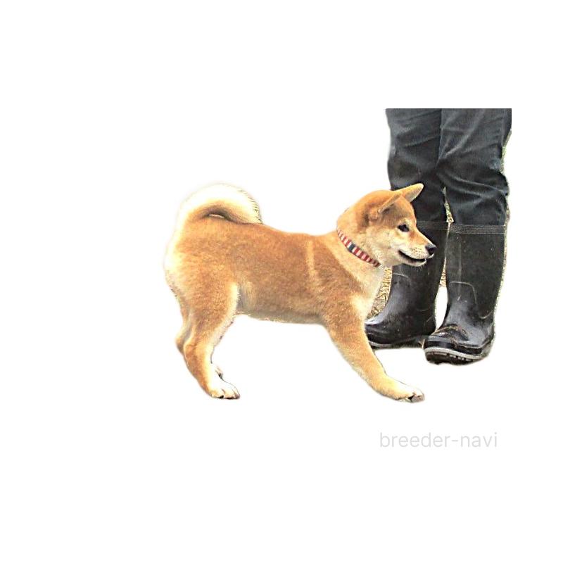 成約済の宮城県の柴犬-394574の7枚目