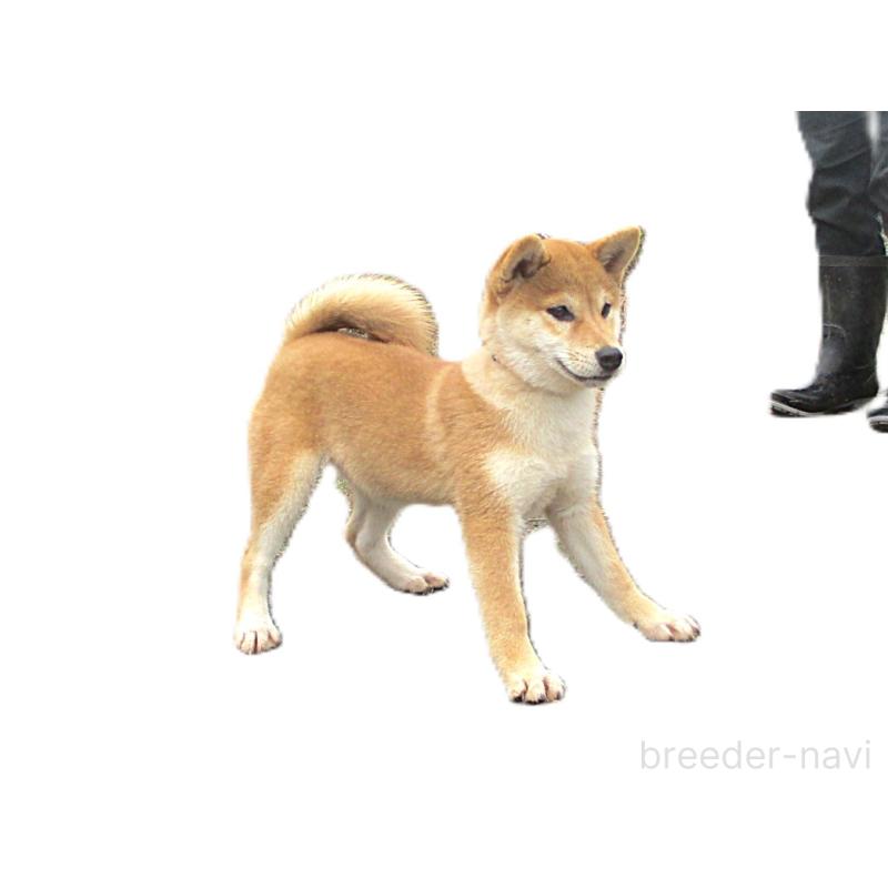 成約済の宮城県の柴犬-394574の6枚目