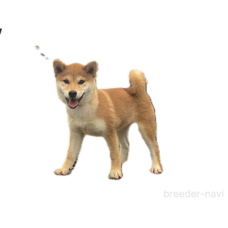 成約済の宮城県の柴犬-394574の2枚目
