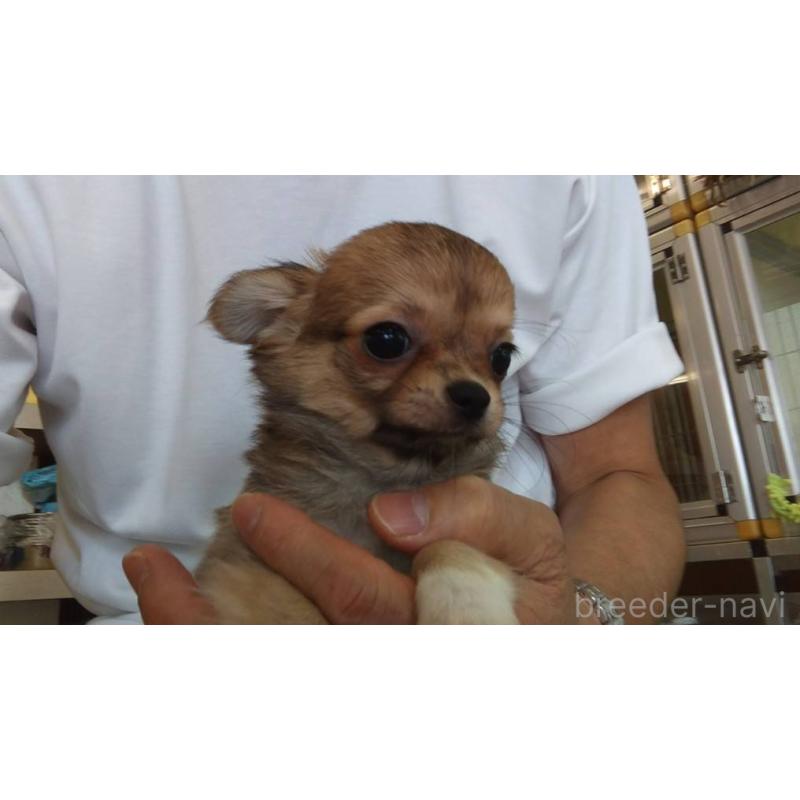 販売中の愛知県のチワワ(ロングコート)-400718の6枚目