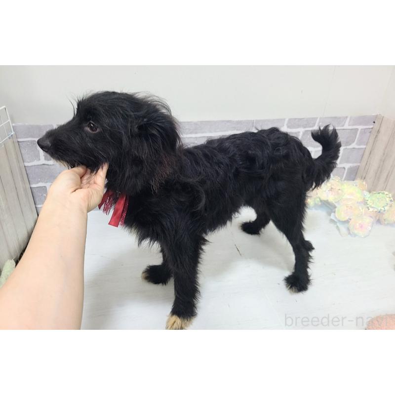 販売中の東京都のミックス犬-367351の1枚目