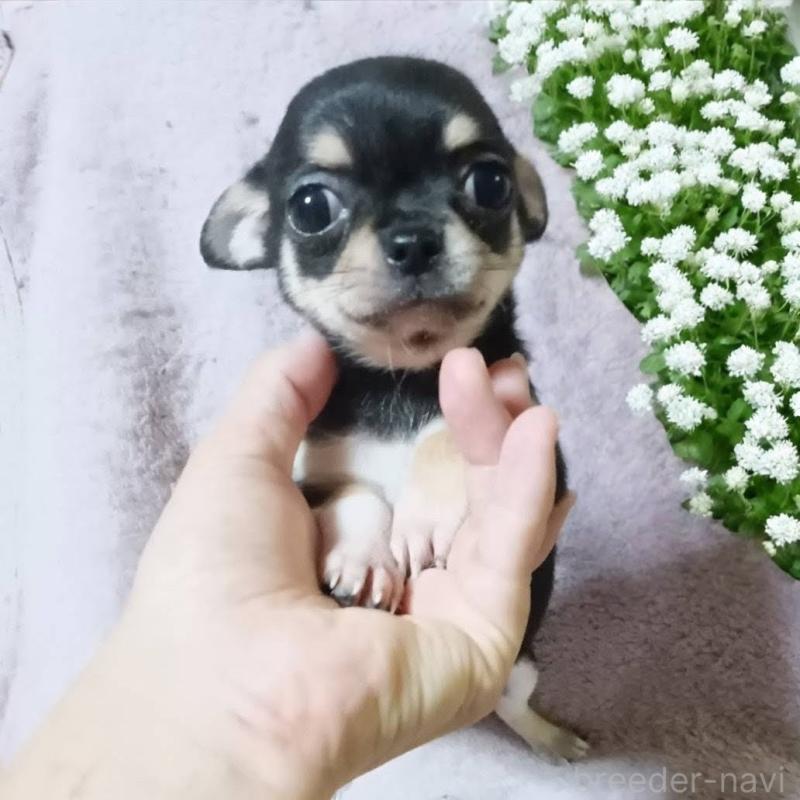 販売中の静岡県のチワワ(スムースコート)-412939の1枚目