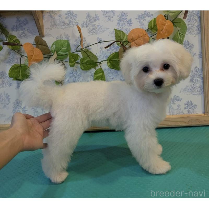 販売中の京都府のミックス犬-404208の5枚目