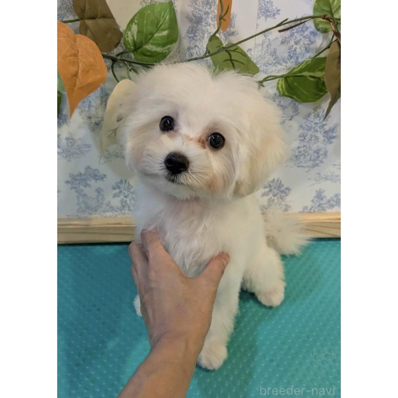 販売中の京都府のミックス犬-404208の4枚目