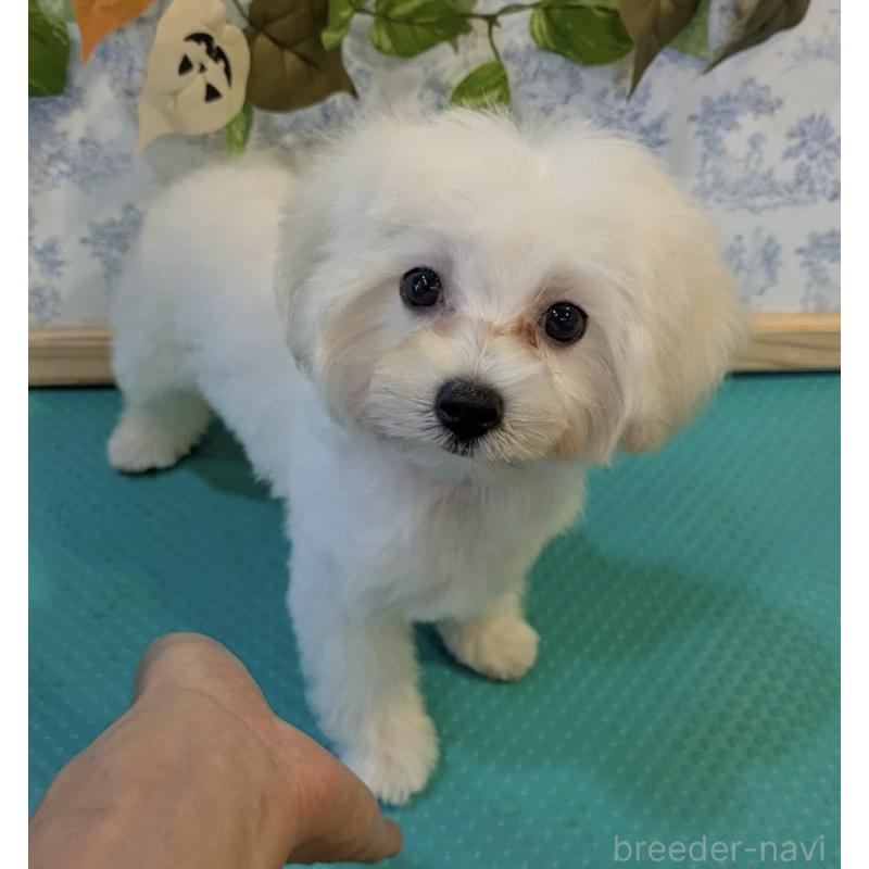 販売中の京都府のミックス犬-404208の3枚目