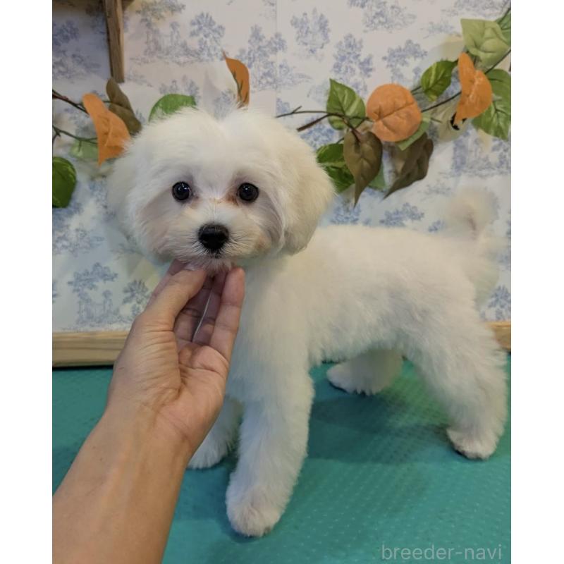 販売中の京都府のミックス犬-404208の2枚目