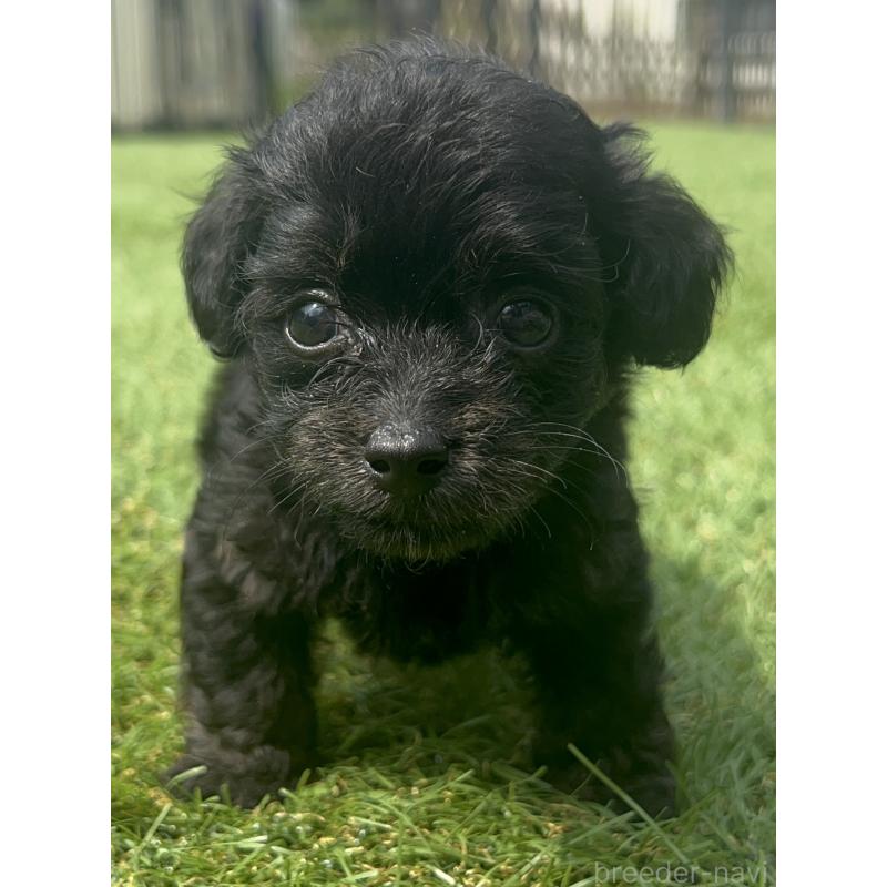 販売中の千葉県のミックス犬-412941の5枚目