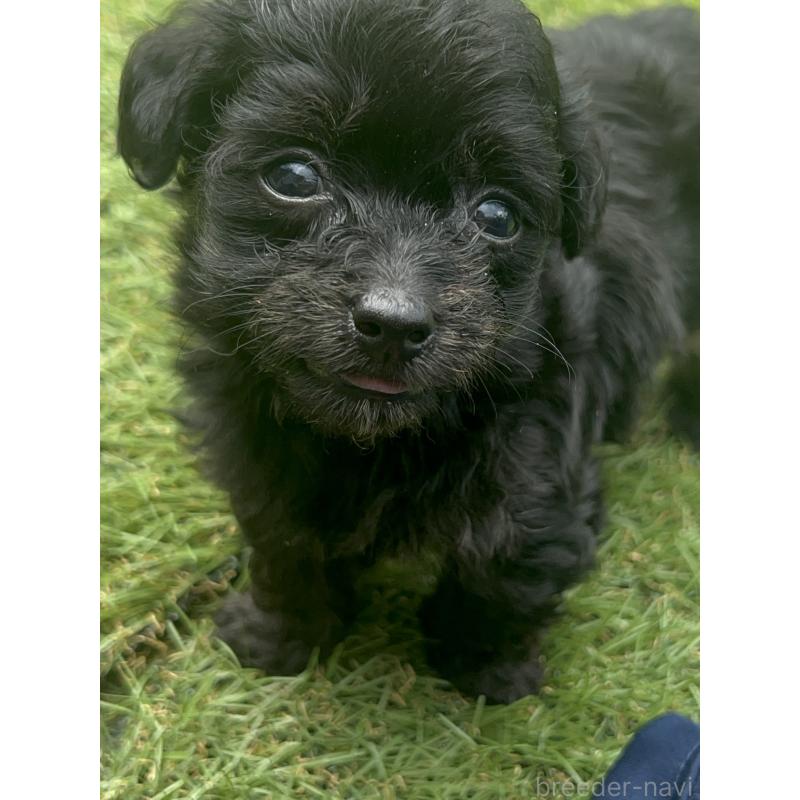 販売中の千葉県のミックス犬-412941の2枚目
