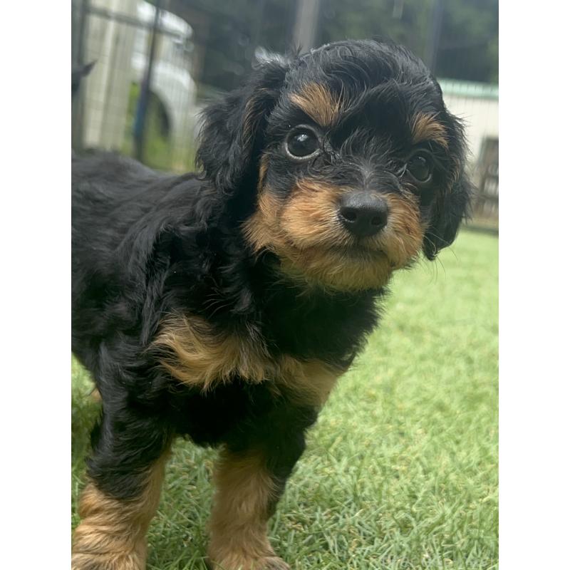 販売中の千葉県のミックス犬-412942の5枚目