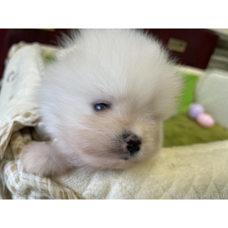 販売中の岐阜県のポメラニアン-412943の6枚目