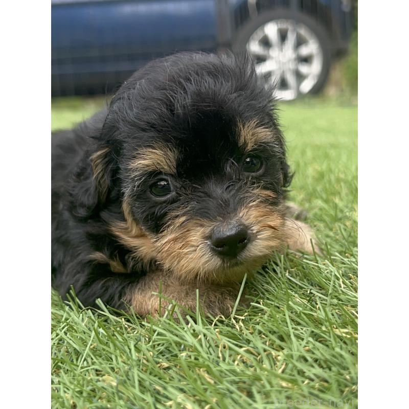 販売中の千葉県のミックス犬-412944の3枚目