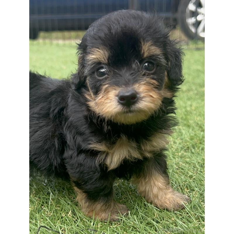 販売中の千葉県のミックス犬-412944の2枚目