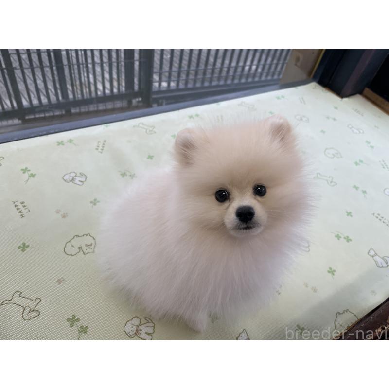 販売中の岐阜県のポメラニアン-400645の4枚目