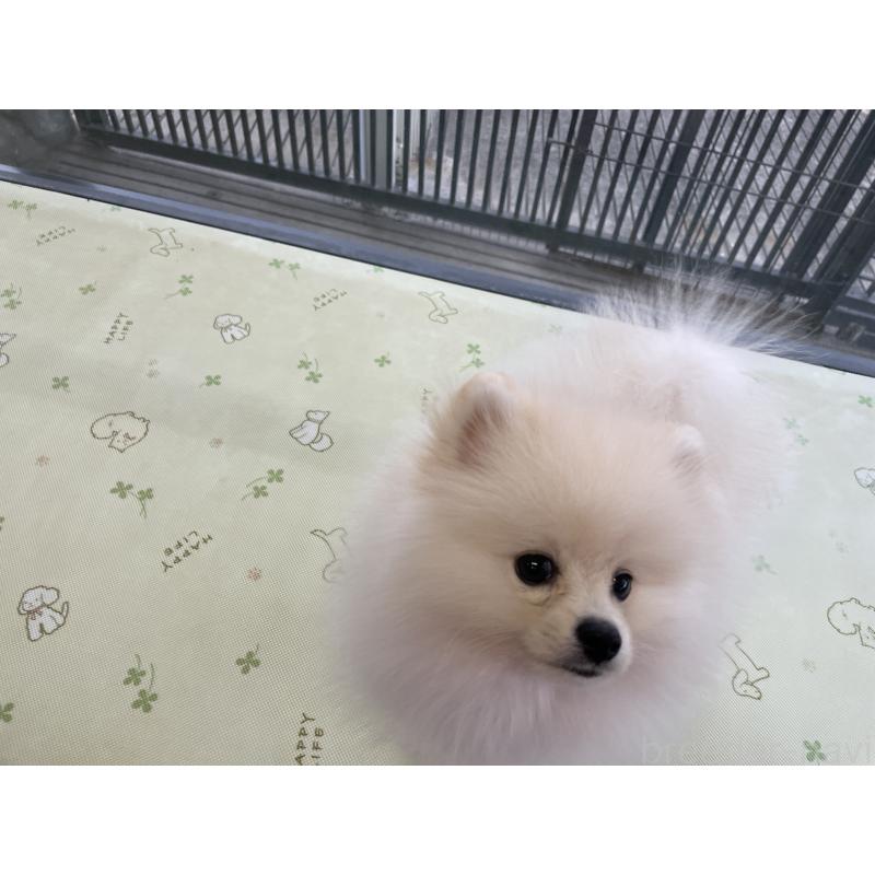 販売中の岐阜県のポメラニアン-400645の2枚目