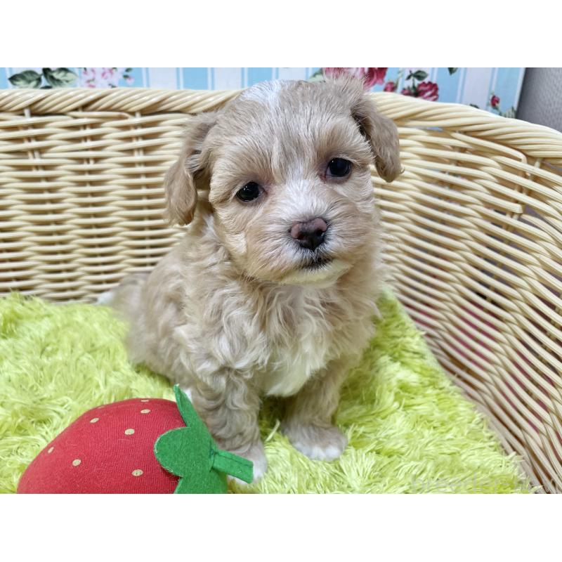 販売中の秋田県のマルプー:マルチーズ×トイプードル-412989の13枚目