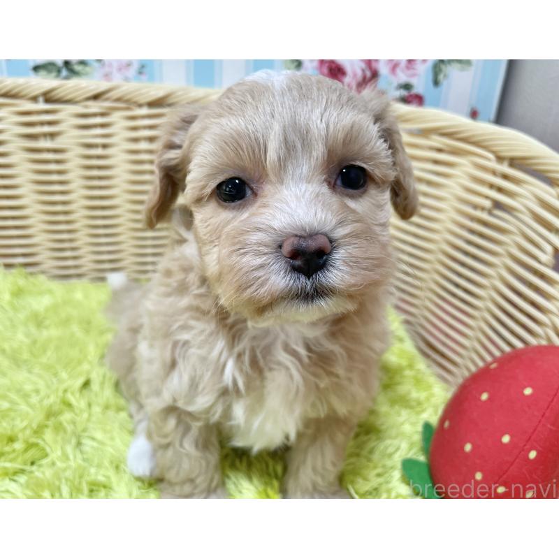 販売中の秋田県のマルプー:マルチーズ×トイプードル-412989の11枚目