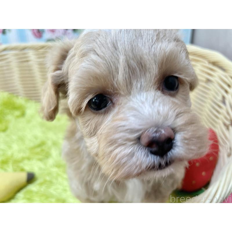 販売中の秋田県のマルプー:マルチーズ×トイプードル-412989の10枚目