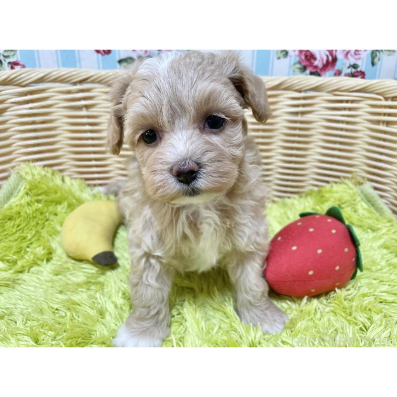 販売中の秋田県のマルプー:マルチーズ×トイプードル-412989の8枚目