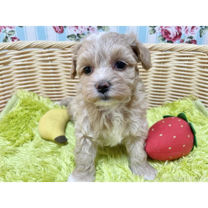 販売中の秋田県のマルプー:マルチーズ×トイプードル-412989の7枚目
