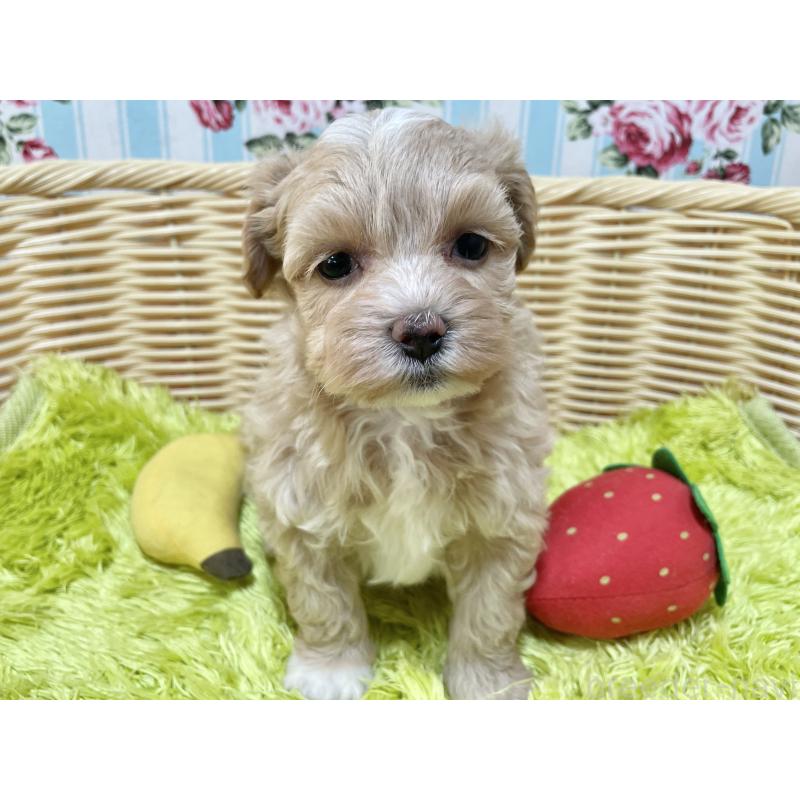 販売中の秋田県のマルプー:マルチーズ×トイプードル-412989の6枚目