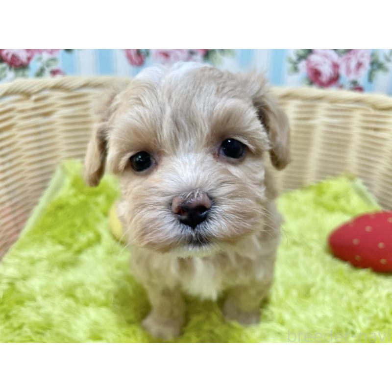 販売中の秋田県のマルプー:マルチーズ×トイプードル-412989の1枚目