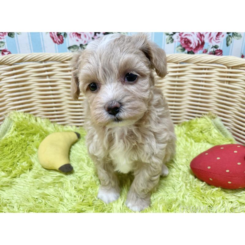 販売中の秋田県のマルプー:マルチーズ×トイプードル-412989の3枚目