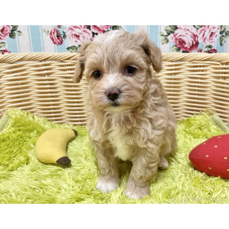 販売中の秋田県のマルプー:マルチーズ×トイプードル-412989の2枚目