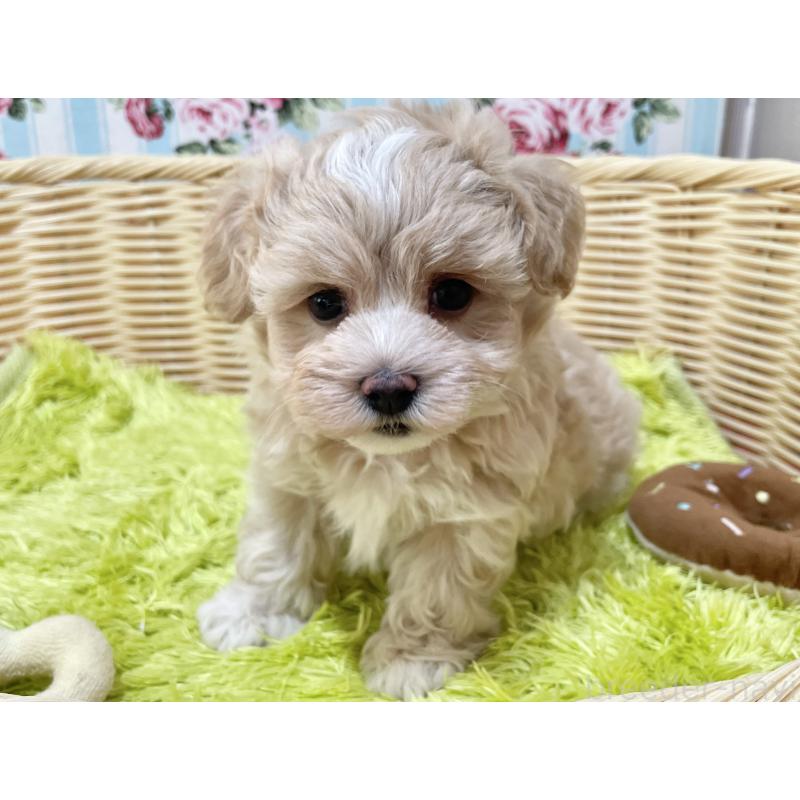 販売中の秋田県のマルプー:マルチーズ×トイプードル-412988の14枚目