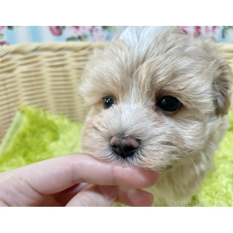 販売中の秋田県のマルプー:マルチーズ×トイプードル-412988の6枚目