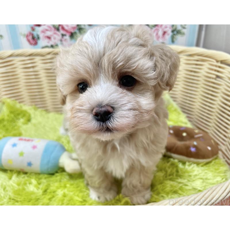 販売中の秋田県のマルプー:マルチーズ×トイプードル-412988
