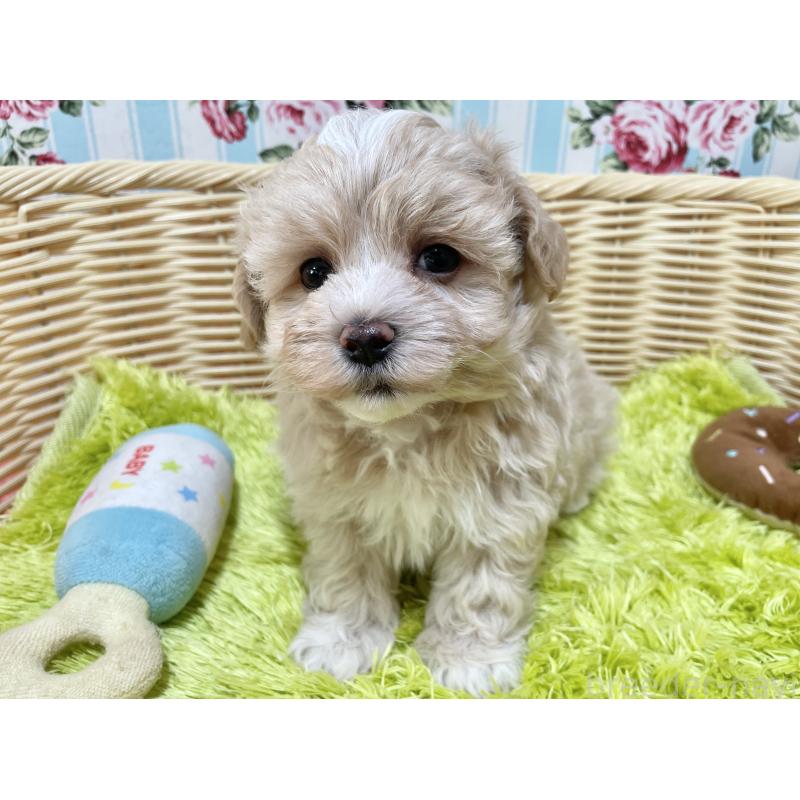 販売中の秋田県のマルプー:マルチーズ×トイプードル-412988の5枚目