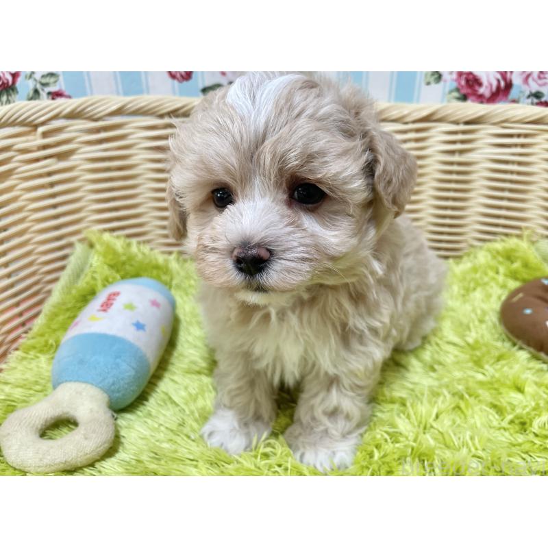販売中の秋田県のマルプー:マルチーズ×トイプードル-412988の4枚目
