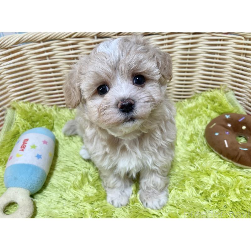 販売中の秋田県のマルプー:マルチーズ×トイプードル-412988の3枚目