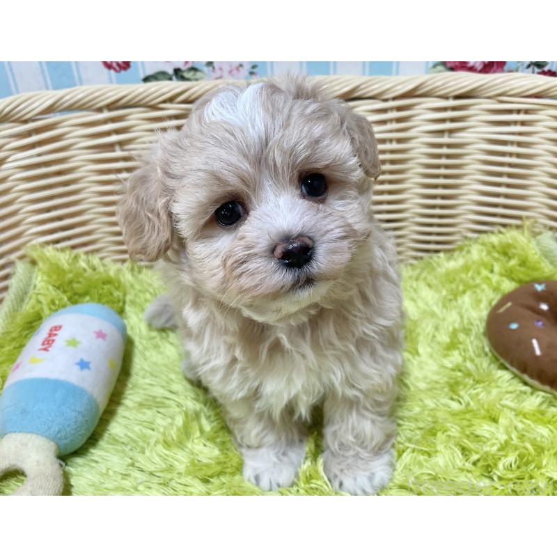 販売中の秋田県のマルプー:マルチーズ×トイプードル-412988の2枚目