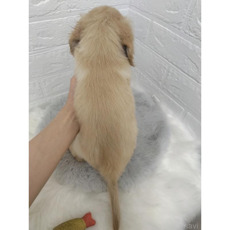 販売中の岡山県のチワックス:チワワ×ミニチュアダックスフンド-412951の2枚目
