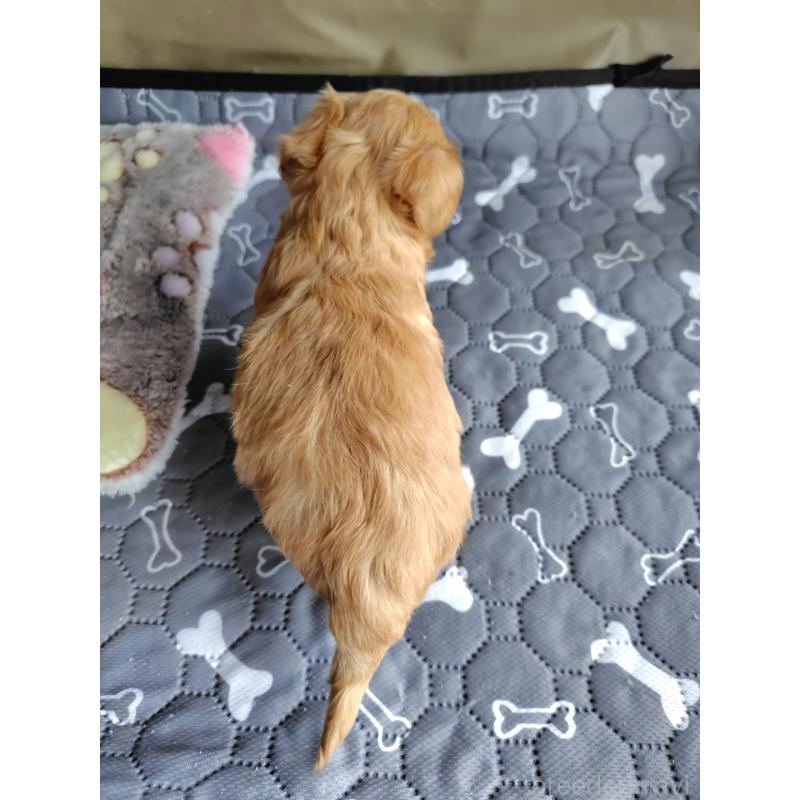 販売中の岡山県のチワプー:チワワ×トイプードル-412955の2枚目