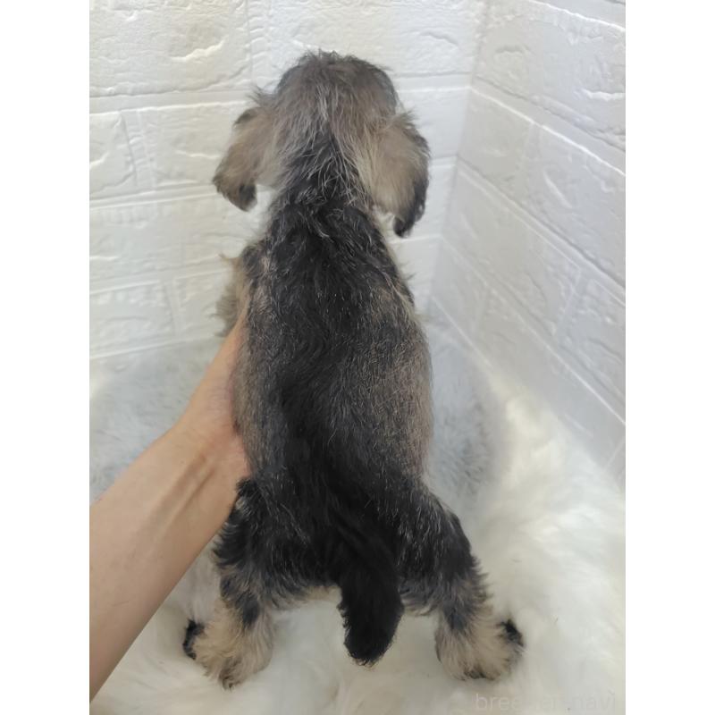 販売中の岡山県のミニチュアシュナウザー-412959の2枚目