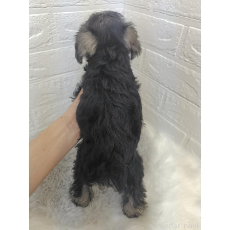 販売中の岡山県のミニチュアシュナウザー-412960の2枚目