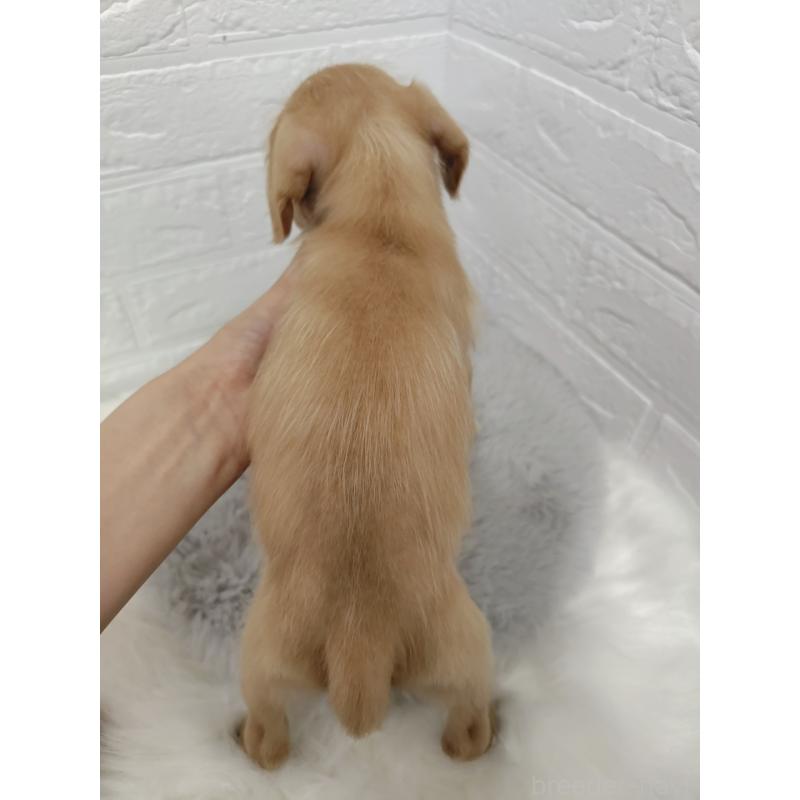 販売中の岡山県のミックス犬-412964の10枚目