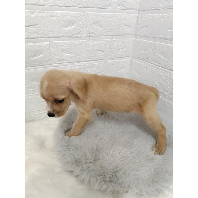 販売中の岡山県のミックス犬-412964の9枚目