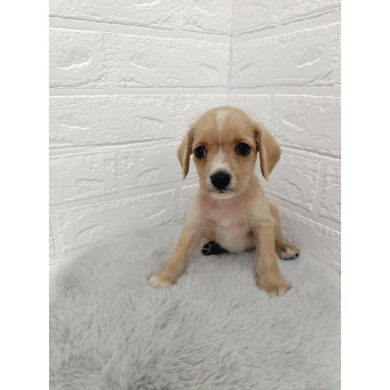 販売中の岡山県のミックス犬-412964の8枚目