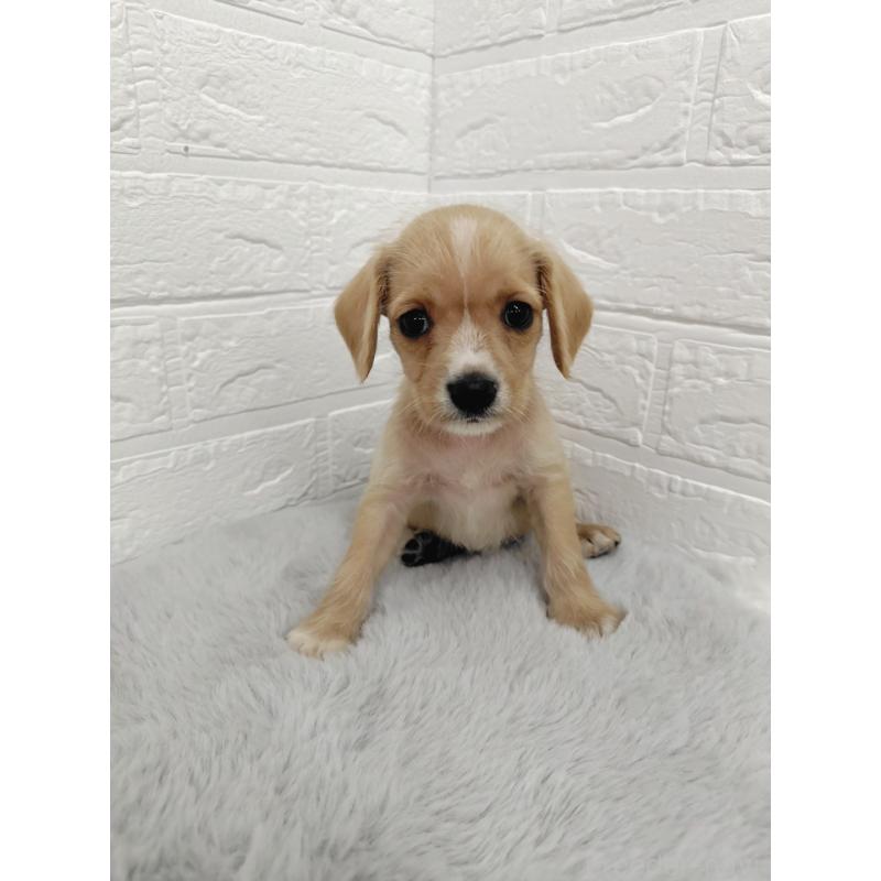 販売中の岡山県のミックス犬-412964の7枚目