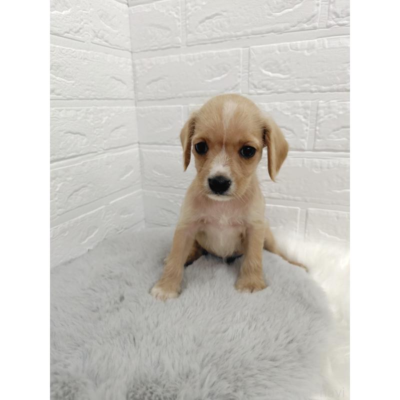 販売中の岡山県のミックス犬-412964の5枚目