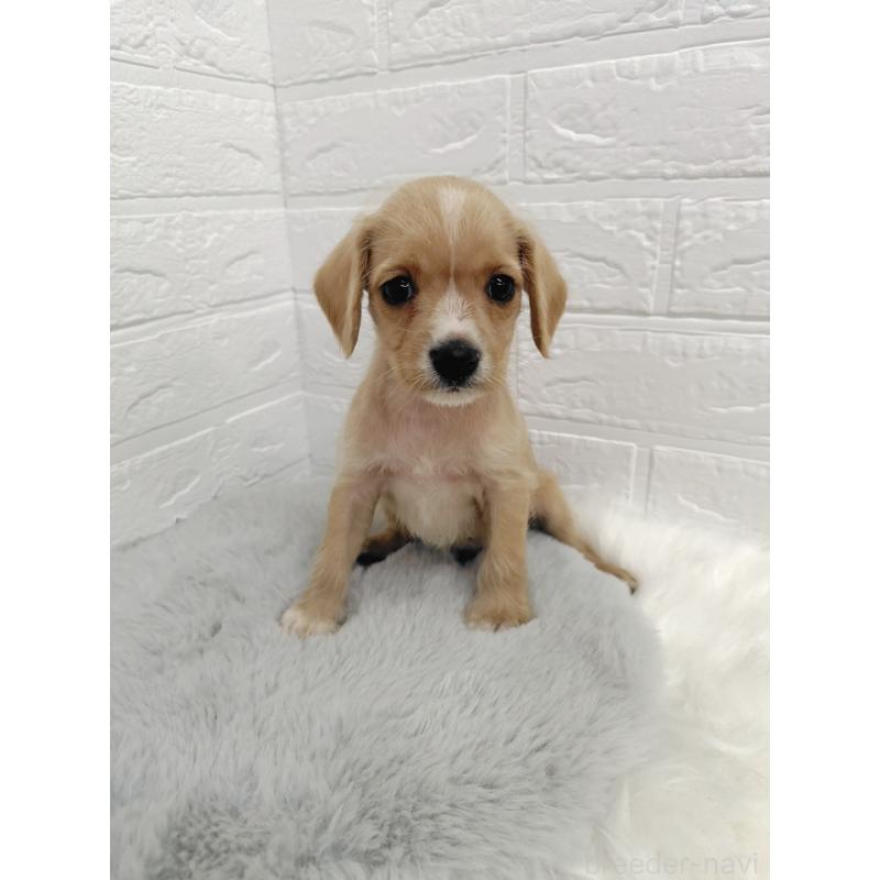 販売中の岡山県のミックス犬-412964の4枚目