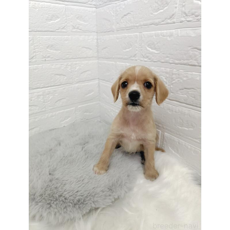 販売中の岡山県のミックス犬-412964の3枚目