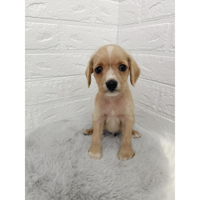 販売中の岡山県のミックス犬-412964の2枚目