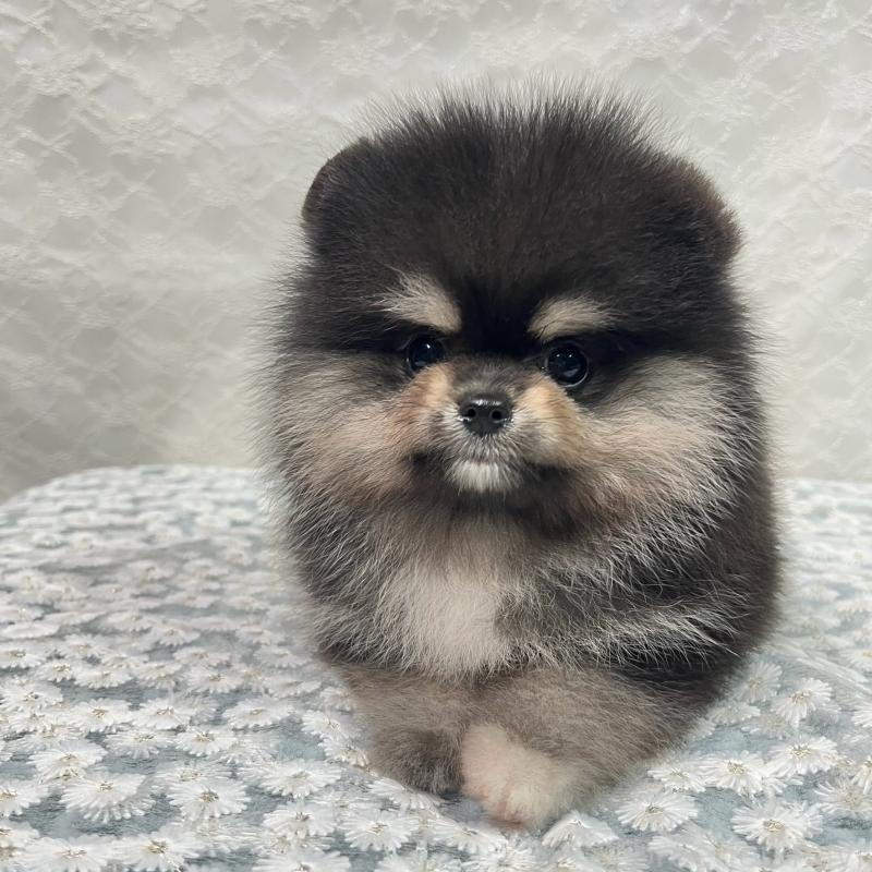 成約済の岡山県のポメラニアン-411325の4枚目