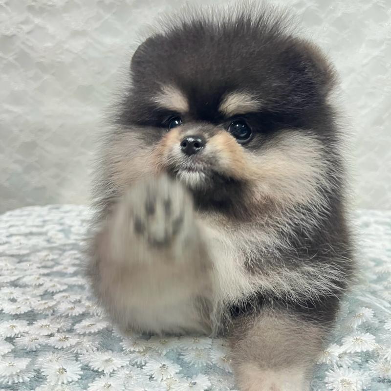 成約済の岡山県のポメラニアン-411325の3枚目