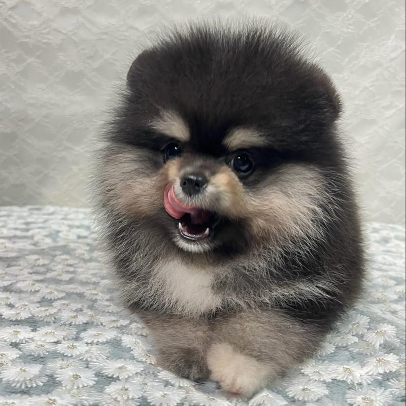 成約済の岡山県のポメラニアン-411325の2枚目