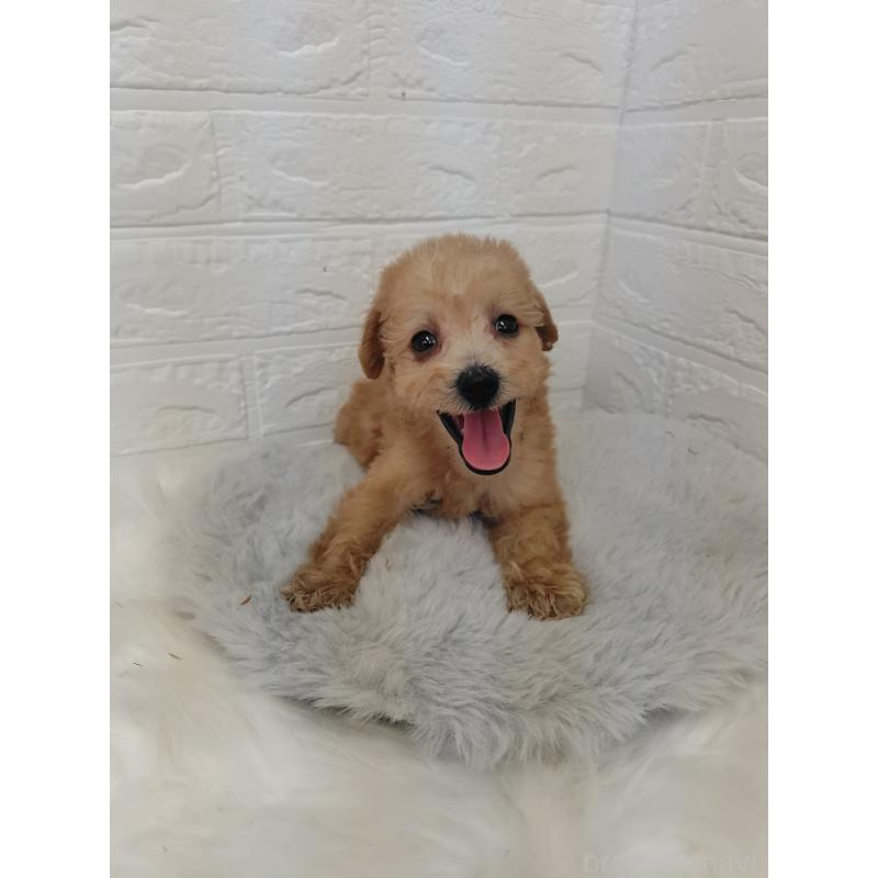 販売中の岡山県のミックス犬-412965の12枚目
